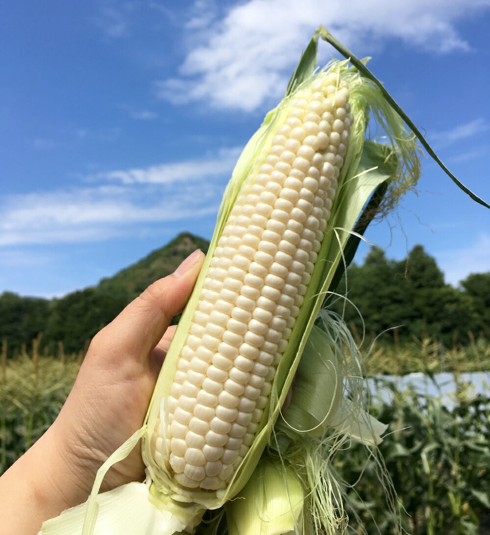 入っている物 ・白いとうもろこし6本 ・レシピリーフレット お届け時期の目安 ・6月30日までのトウモロコシのご注文は7月25日までに発送します。 ・7月25日までのトウモロコシのご注文は8月15日までに発送します。 ・8月15日までのトウモロコシのご注文は8月30日までに発送します。 お届けまでの目安 商品は「岡山」からの発送になります。 地図とご覧いただき、お届け日時の目安をご確認いただけます。 天候や交通事情によっては、必ずしも確約できるものではございません。 何卒ご了承いただければと存じます.。 ※離島、一部エリアでは到着予定日が目安とは異なります 出荷まで 出荷期間 保存方法 皮を付けたままキッチンペーパーで包み、立たせた状況で、野菜室で保存します。 生のとうもろこしは、冷蔵庫保存でも2〜3日しか持ちません。 鮮度が落ちないうちに早めに消費するのがおすすめです。 また、生のまま冷凍保存も可能です。（食味が落ちます） 皮とヒゲを取り除き、1本ずつラップで包み、3〜4つの輪切りにしてそれぞれをラップで包み、ジッパーつき保存袋に入れます。 ユニークな食べ方 生産者 ひるぜん農園　（岡山県真庭市） 鳥取県との境にある高原の町で昭和57年に創立。 【写真は直売店】