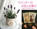 母の日季節の花鉢のギフト ラベンダー生花ポット＆焼き菓子Gift 送料無料フラワーギフト