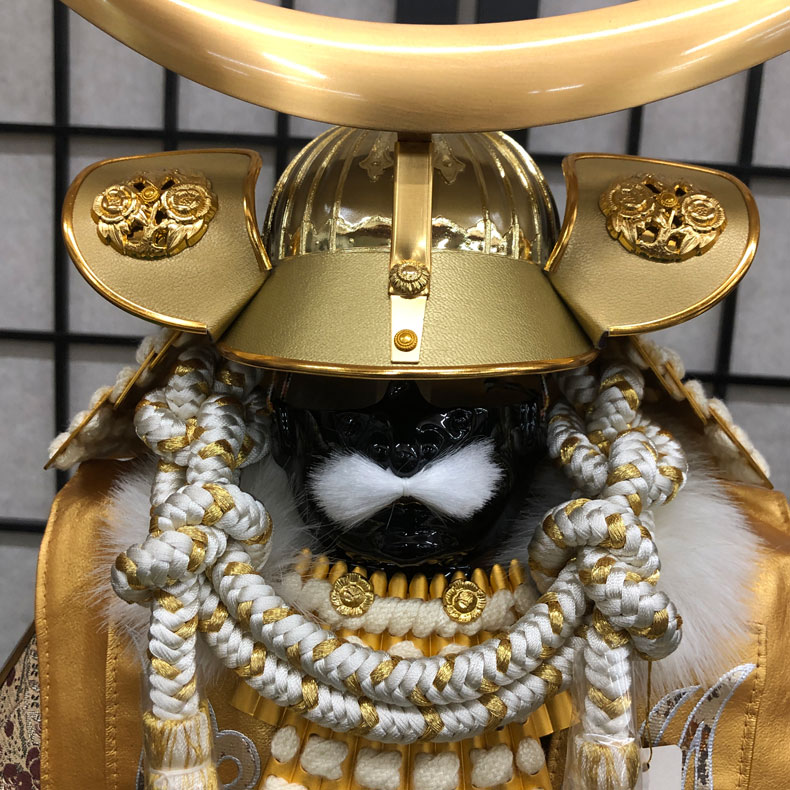 Toy&ZAKKA mimiy / ミミーの甲冑師 翠鳳作 黄金伊達政宗公之鎧 収納式 鎧飾り 鎧単品 10号｜アングル2