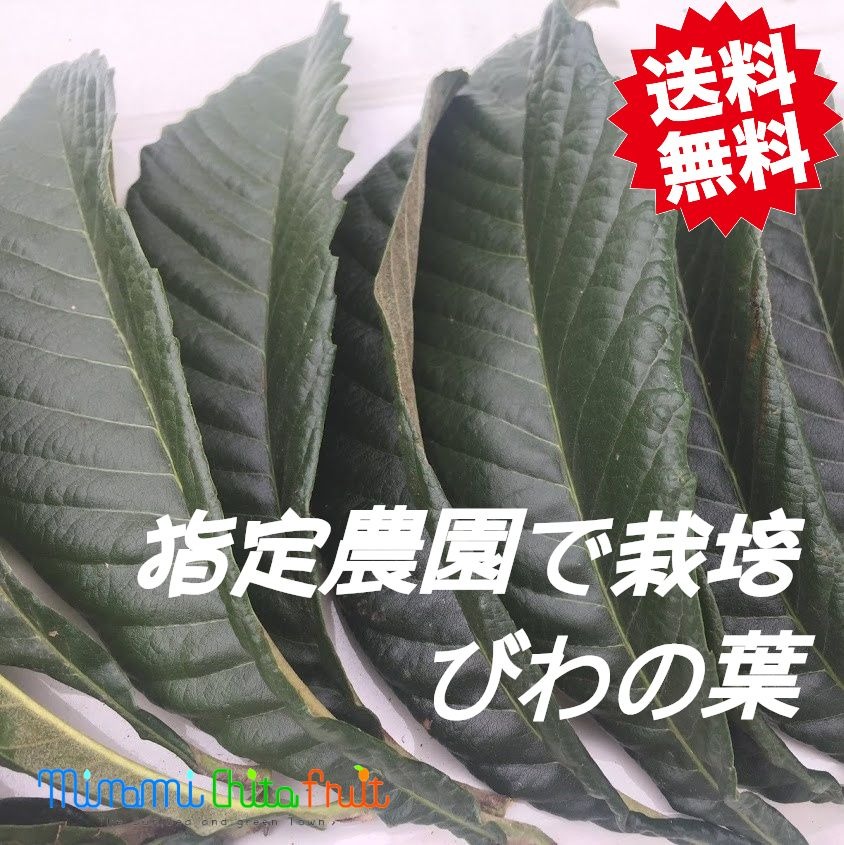 【送料無料】乾燥葉（びわ）100グラム びわ 葉 びわの葉 茶 枇杷 の葉 ビワ の葉 びわ葉 ビワ葉 枇杷葉 ドライリーフ びわ茶 ビワ茶 枇杷茶 びわちゃ びわエキス びわの葉エキス ビワの葉エキス 乾燥 無農薬 健康 美容 風呂 入浴剤 ギフト みなみちたフルーツ