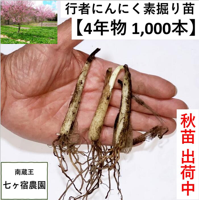 【4年物秋苗1000本】行者ニンニク 行者にんにく [苗根 4年物 1,000本] 山菜 幻の山菜　苗 栽培 家庭菜園 アイヌネギ ギョウジャ ご飯のお供 栽培方法 販売 送料無料 送料込み ごはんのお供 ご飯のおとも ご飯がすすむ　おうち時間 体力 スタミナ 免疫