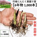 【6年物秋苗1000本】行者ニンニク 行者にんにく [苗根 6年物 1,000本] 山菜 幻の山菜　苗 栽培　家庭菜園 アイヌネギ　ギョウジャ　ご飯のお供 栽培方法 販売 送料無料 送料込み ごはんのお供 ご飯のおとも ご飯がすすむ　おうち時間 体力 スタミナ 免疫