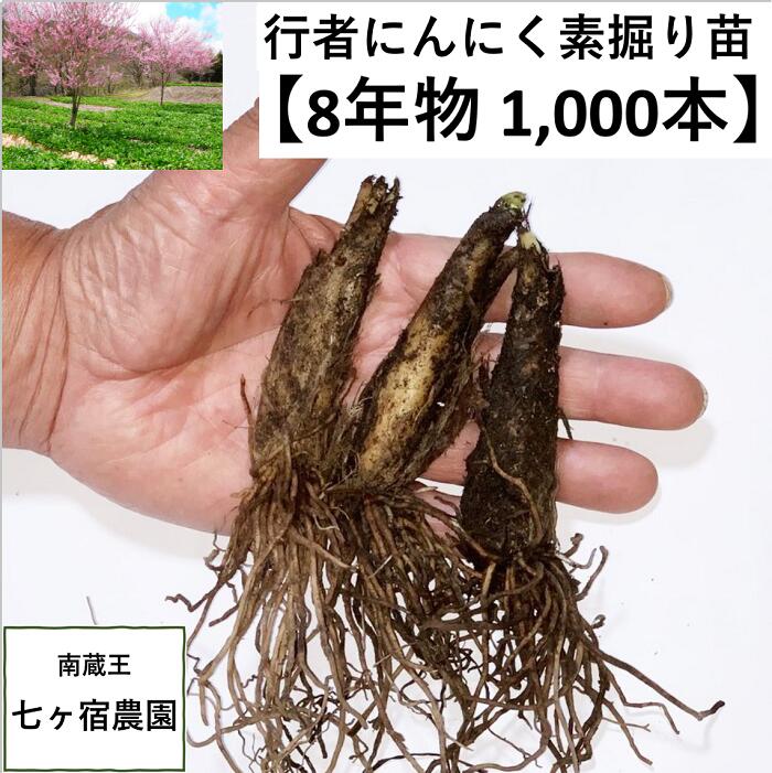 【8年物苗】行者ニンニク 行者にんにく [苗根 8年物 1,000本] 幻の山菜　苗 栽培　家庭菜園 アイヌネギ ギョウジャ ご飯のお供 栽培方法 販売 送料無料 送料込み ごはんのお供 ご飯のおとも ご飯がすすむ　おうち時間 体力 スタミナ 免疫