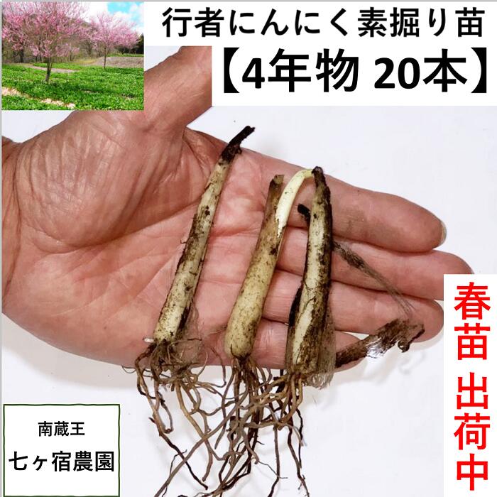 楽天市場】行者 にんにく 苗の通販 楽天市場】行者 にんにく 苗の通販