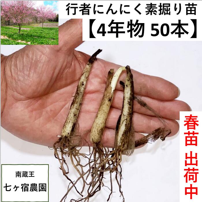 完売【4年物苗50本】行者ニンニク 行者にんにく [苗根 4年物 50本] 山菜 幻の山菜　苗 栽培　家庭菜園 アイヌネギ　 ギョウジャ　ご飯のお供 栽培方法 販売 送料無料 送料込み ごはんのお供 ご飯のおとも ご飯がすすむ　おうち時間 体力 スタミナ 免疫