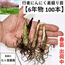 【6年物苗100本】行者ニンニク 行者にんにく [苗根 6年物 100本] 山菜 幻の山菜　苗 栽培　家庭菜園 アイヌネギ　 ギョウジャ　ご飯のお供 栽培方法 販売 送料無料 送料込み ごはんのお供 ご飯のおとも ご飯がすすむ　おうち時間 体力 スタミナ 免疫