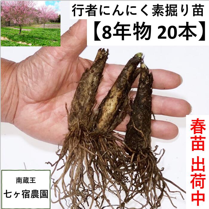 完売【8年物秋苗20本】行者ニンニク 行者にんにく [苗根 8年物 20本] 山菜 幻の山菜　苗 栽培　家庭菜園 アイヌネギ　 ギョウジャ　ご飯のお供 栽培方法 販売 長寿　健康を目指す方へ ごはんのお供 ご飯のおとも ご飯がすすむ　おうち時間 体力 スタミナ 免疫