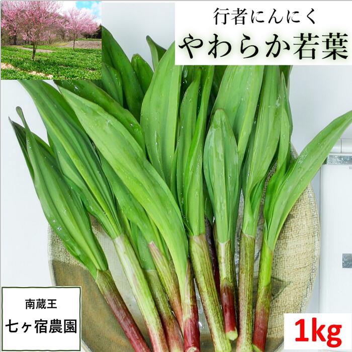 【完売ありがとうございました】1kg【行者にんにく 産地直送】【行者ニンニク　1kg】【山菜】【生葉】　幻の山菜 ご飯のお供　1キログラム 1kg ギョウジャニンニク 栽培　方法　 お取り寄せ 春 体力 スタミナ　免疫 ごはんのお供 ご飯のおとも ご飯のお供 ご飯がすすむ