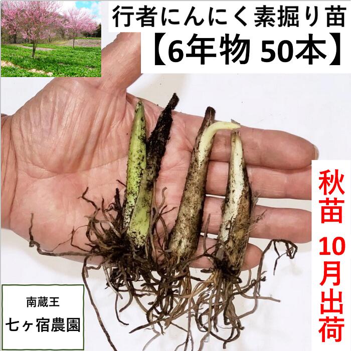 行者ニンニク 行者にんにく 苗　苗根 山菜 幻の山菜　栽培　家庭菜園 アイヌネギ　ギョウジャニンニク　ご飯のお供 栽培　栽培方法 販売 送料無料 送料込み ごはんのお供 ご飯のおとも ご飯のお供　ご飯がすすむ　おうち時間 体力 スタミナ 免疫　ラーメンのトッピング　餃子 南蔵王　七ヶ宿農園　商品詳細6年物苗根　50本&nbsp;&nbsp;(6年物は1本5g以上)当店の苗はしっかり太いのが特徴です。出荷用の苗は、太く育てる為に1~2年前から葉を収穫していません。太い苗から育てた行者にんにくは、生葉の茎も太くみずみずしく食べ応えがあります。強烈な香りとうまみです。苗の年数に関わらず、生葉はやわらかい若葉の頃に収穫するのがポイントです。&nbsp;【春苗根】春苗出荷中&nbsp;〜 5月頃まで発送&nbsp;【秋苗根】10月初旬&nbsp; &nbsp;〜&nbsp;雪室に入れた苗が無くなるまで発送※種・苗をご購入の方に「栽培の手引き」を同封しております--------------------------------------------------------------------------名称　　&nbsp; &nbsp;行者にんにく苗根産地名　&nbsp; &nbsp;宮城県刈田郡七ヶ宿町内容量　&nbsp; &nbsp;6年物苗根　50本保存方法　届きましたら日陰などの乾燥しすぎない場所で保存し、　　　　　一ヶ月以内に植えてください-------------------------------------------------------------------------- ああ南蔵王の自然の中で栽培しています平成15年から栽培を始め、今年で18年目になります。行者にんにく、蜂蜜などを販売しています栽培方法その他なんでも、お気軽にご相談ください。行者にんにくは多年草です。ポイントが解れば 労力も少なく栽培は容易で、美味しくて面白い山菜です。また、市場価格は一般に高価格です。種・苗をご購入の方に「栽培の手引き」を同封しております。プランターでの栽培も可能です。春には食用生葉が収穫でき、収穫しなかった茎からは、5月末に白い花が咲きます。発送は、苗をナイロンと新聞紙に包み　レターパックプラス　でお送りします。（葉の伸び具合に応じて宅急便に変わります）↓2021年3月9日撮影商品を受け取られましたら、レビューを頂けると幸いです。