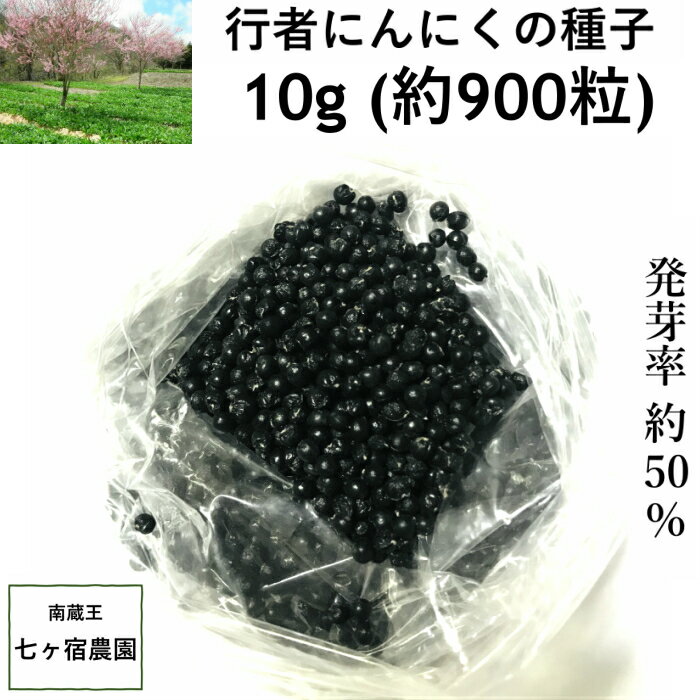 行者にんにく 種子 10g　山菜　苗　家庭菜園　幻の山菜 ご飯のお供　行者ニンニク　ギョウジャニンニ ...