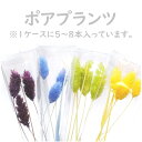 ハーバリウム 花材 ポアプランツ ブリザーブドフラワー 中身が見えるクリアケースに入っています 横浜ハーバリウム弐番店