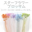 ハーバリウム 花材 スターフラワーブロッサム ブリザーブドフラワー 中身が見えるクリアケースに入っています 横浜ハーバリウム弐番店