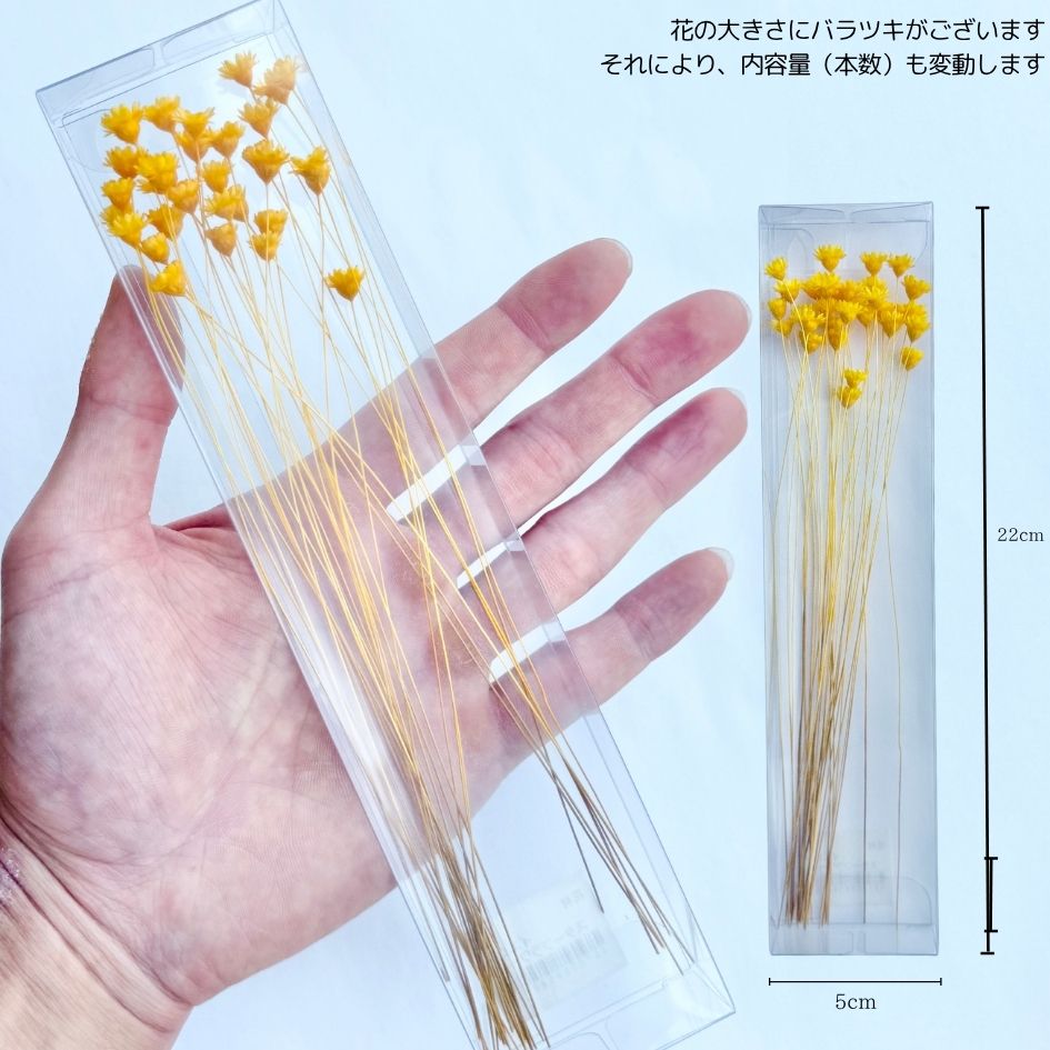 ハーバリウム 花材 スターフラワーブロッサム ブリザーブドフラワー 中身が見える...