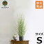 ハギハラ 人工観葉植物 ゼブラグラス #1792 (S/80cm)