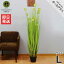 ハギハラ 人工観葉植物 ボールグラス #2093 (L/153cm)