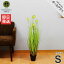 ハギハラ 人工観葉植物 ボールグラス S/91cm #2095