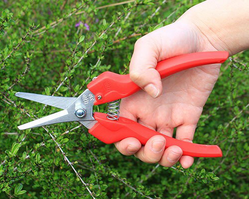 楽天市場 フェルコ 剪定鋏 Felco310 切断能力25mm 園芸用 剪定バサミ 剪定ばさみ 剪定はさみ ミナト電機工業 楽天市場 フェルコ 剪定鋏 Felco310 切断能力25mm 園芸用 剪定バサミ 剪定ばさみ 剪定はさみ ミナト電機工業