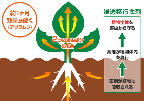 植物の天敵 カイガラムシ の駆除 予防対策 被害を止める退治方法とは 暮らし の