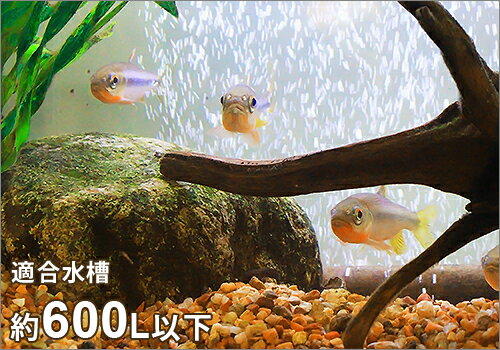 楽天市場 カミハタ Uv殺菌灯 ターボツイストz 18w 約600l以下の水槽に対応 水槽用 ミナト電機工業 楽天市場 カミハタ Uv殺菌灯 ターボツイストz 18w 約600l以下の水槽に対応 水槽用 ミナト電機工業