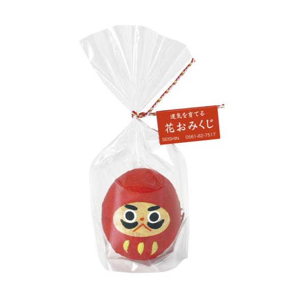 聖新陶芸 GD-32801 おみくじ だるま 赤 2050252 [栽培キット グリーン]