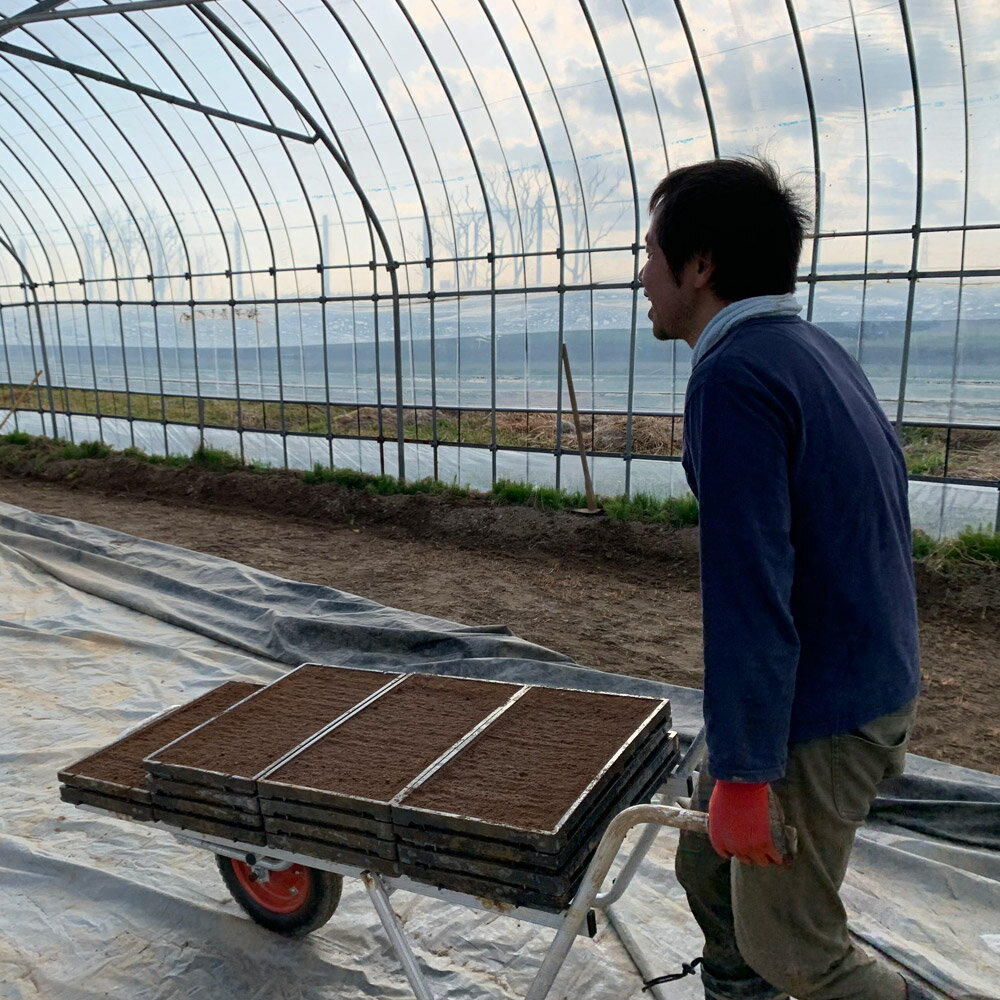 美味しいお米は、食卓を変える。 そして 選べるお試し袋付き！　【生活応援価格！】新米 秋田県産 ゆめおばこ 精米 30kg（5kg×6袋） 令和7年産 古代米お試し袋付き