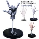 left モデル 右手 手首まで自由自在に形が作る!ハンド ハンドモデル 左手 right デッサン用素体美術 バイオニック指関節 スタンド付き アニメ ネイルチップ付き ハンド フィギュア モデル 手首まで自由自在に形が作る!ハンド 模型 イラスト デッサン