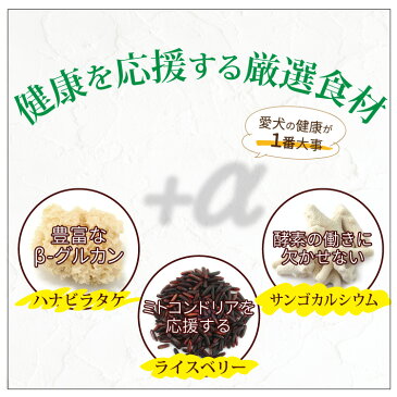 【お試しお一人様1回限り】こだわりの愛犬食 カリカリ 100g/犬 国産 無添加 ドックフード ハナビラタケ入り 免疫力向上 ごはん 健康サポート 腸内環境 おすすめ 人気 おいしい 成犬 老犬 シニア 安全 安心 着色料不使用 初回限定