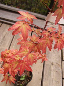 茜もみじ苗茜【もみじ苗】 【ポット苗】【紅葉苗】11月7日以降は落葉した状態でのお届けとなります。