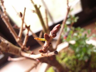 盆栽：御殿場桜　長寿梅の寄せ植え 　：【送料無料●大阪2】