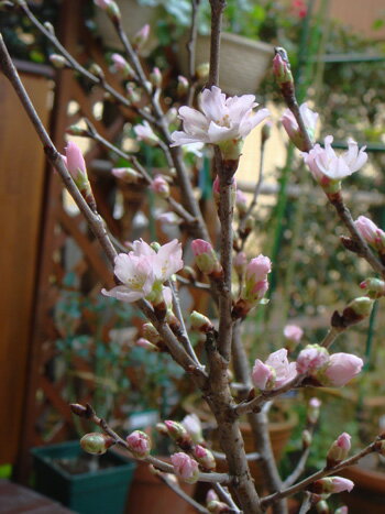 2024年はサクラでお花見贈り物に春を感じる切花の桜敬翁桜自宅でお花見が楽しめます【桜】啓翁桜一本 ギフト お届けは