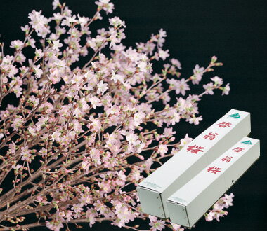 楽天市場 年始の贈り物に春を感じる21年1月9日よりお祝い啓翁桜花束 お祝い事の年始 贈り物に奈良県吉野啓翁桜 送料無料 啓翁桜 けいおうさくら 桜 花束 園芸百貨店何でも揃うこぼんさい