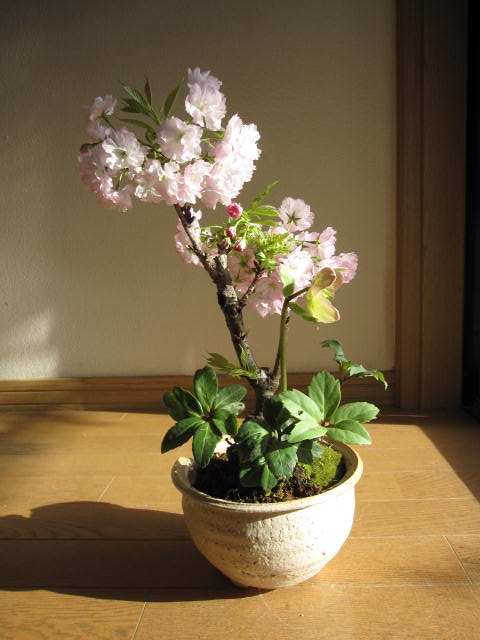 楽天市場 プレゼントに 冬に咲く幸せの白い花 クリスマスローズ開花苗 幸せギフト 盆栽 桜盆栽 クリスマスローズの寄せ植え 園芸百貨店何でも揃うこぼんさい