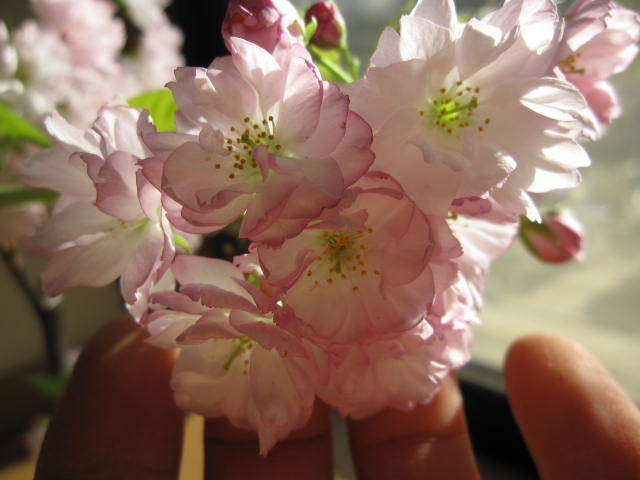 自宅でお花見さくらお祝い花桜盆栽