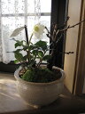 クリスマスローズ開花【幸せの白い花】 【幸せギフト】盆栽:桜と クリスマスローズの寄せ植え お届けは花芽確認のクリスマスローズのお届けとなります。