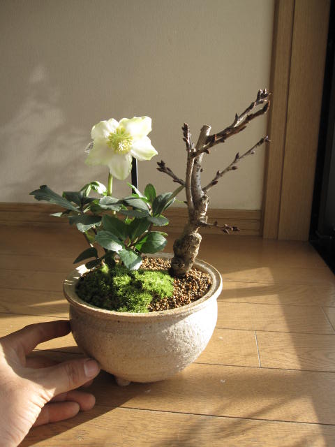 桜盆栽盆栽:桜盆栽と クリスマスローズの寄せ植...の紹介画像2