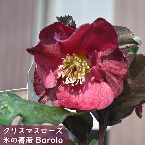 楽天市場】氷 の 薔薇 クリスマス ローズの通販 楽天市場】氷 の 薔薇 クリスマス ローズの通販