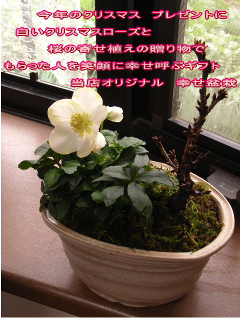 https://thumbnail.image.rakuten.co.jp/@0_mall/minibonsai/cabinet/00229724/img55700606.jpg