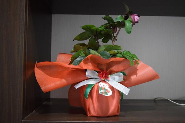 氷の薔薇クリスマスローズ苗　Ice N roses Early Roseクリスマスローズ開花株　寒さに強い冬の宿根草品の良いパープル　ローズクリスマスラッピング