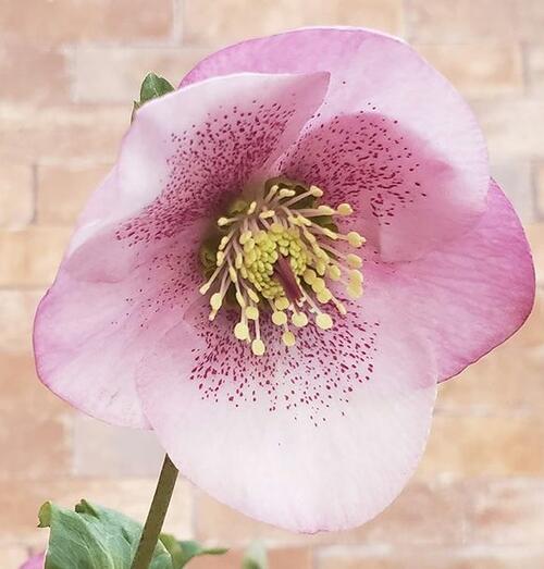 NEW 2025年2月～3月開花株クリスマスローズ開花株散らず桜超希少品種散らず桜クリスマスローズ一重 クリスマスローズのサムネイル