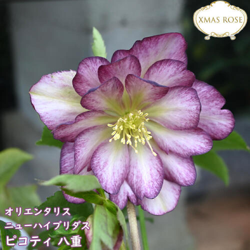 2025年NEW クリスマスローズ 苗 5号プラ鉢入り オリエンタリス ニューハイブリダス ダブル ピンクピコ..