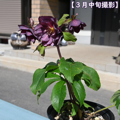 【現品】2025年3月開花 クリスマスローズ 苗 5号プラ鉢入り オリエンタリス ニュー...