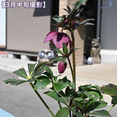 【現品】2025年3月開花 クリスマスローズ 苗 5号プラ鉢入り オリエンタリス ニュー...