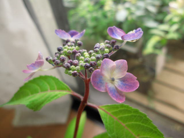 剪定した状態でのお届けとなりますヤ...