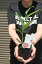 ミョウガみょうが茗荷薬味苗ミョウガ茗荷苗 1,980円
