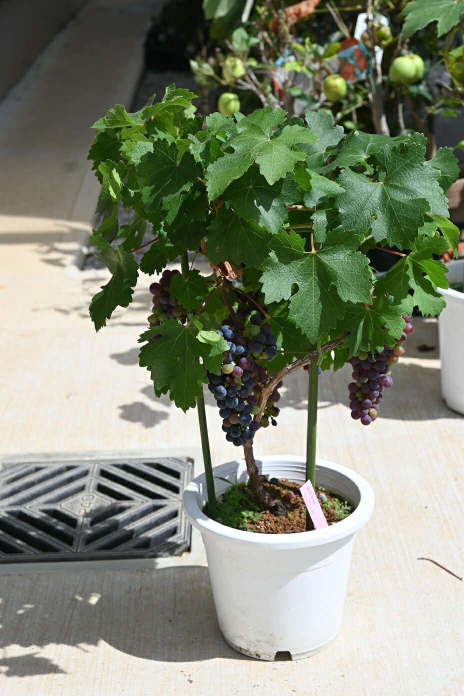2022年実付き葡萄の実付きでお届け　白ワインの品種　シャルドネ葡萄　めずらしい葡萄鉢植え　実付き