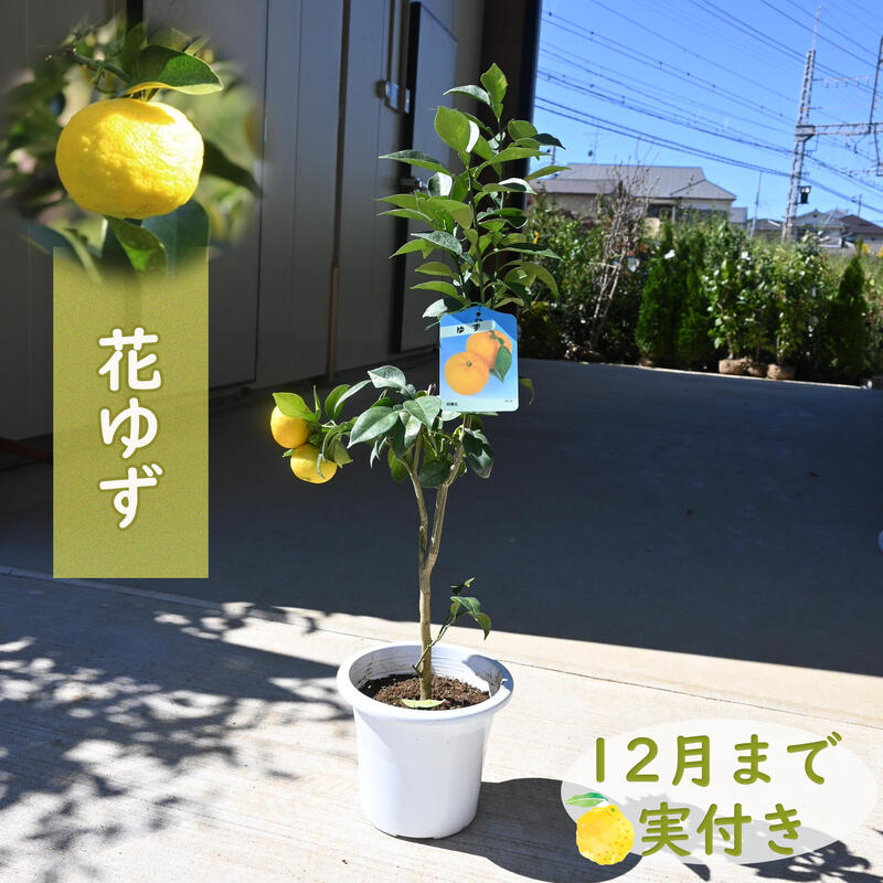 楽天市場】柚子 苗木(花・ガーデン・DIY)の通販 楽天市場】柚子 苗木(花・ガーデン・DIY)の通販