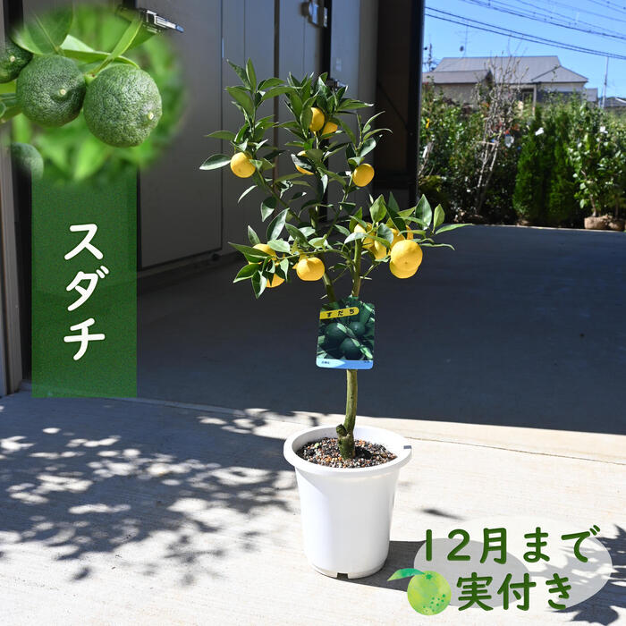 （観葉植物）果樹苗　シークワーサー　4．5～5号（1鉢）　家庭菜園