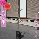 2025年NEW 果樹 照手水蜜 苗木 枝垂れ桃 花桃 モモ 1年生 接ぎ木苗 テルテスイミツ