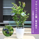 実付きのブルベリープレゼントに 【2025年6月〜7月 実付きです】ブルーベリー お任せ 3種 寄せ植え 苗木 果樹