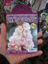 桜苗【アーコレード桜】サクラ苗販売